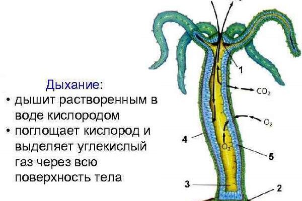 Кракен рабочая ссылка тор